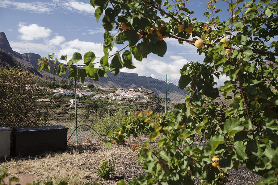 Maison d'hôtes Ecotara Canary Islands à Fátaga Chambre photo